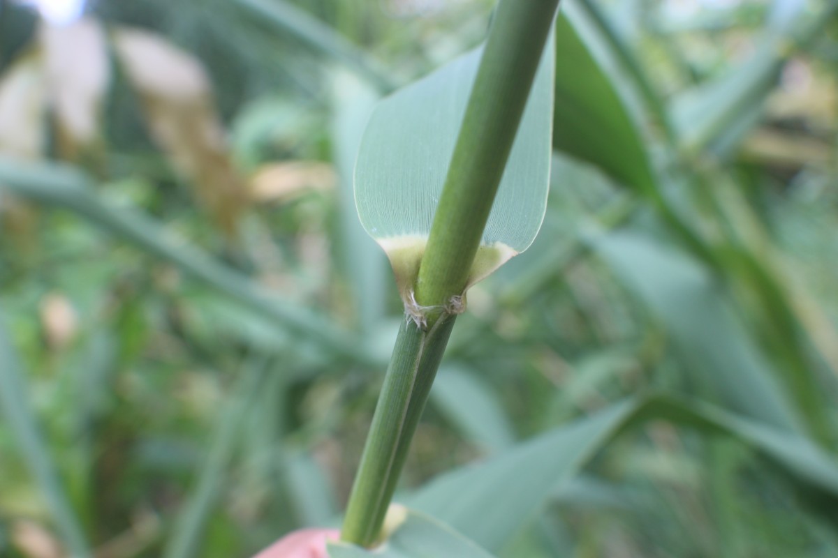 Arundo donax L.